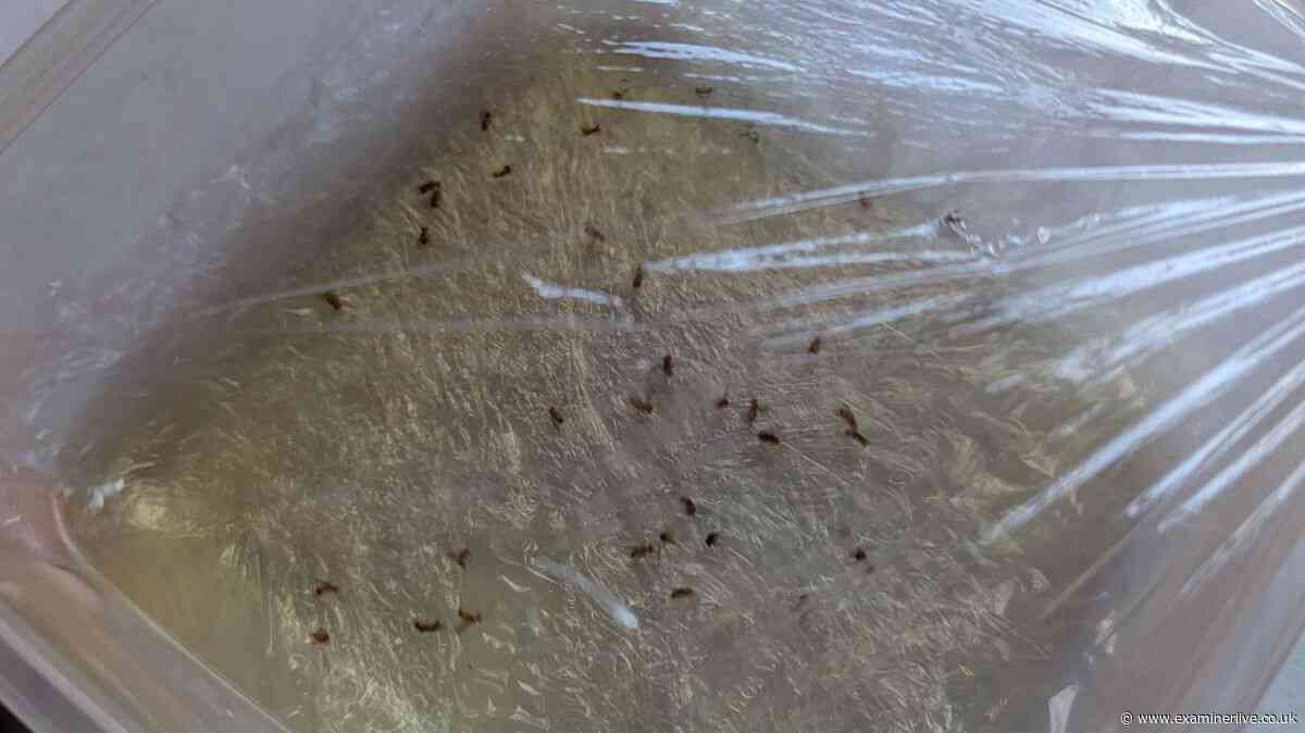 I tried two cheap DIY fruit fly traps and one was a clear winner