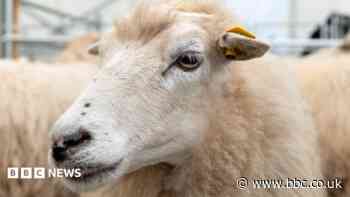 Bluetongue can kill suddenly, farmer warns
