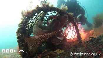 Divers rescue sharks trapped in crab pot