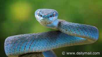 What is scarier than being bitten by a snake ? Getting on the wrong side of the men who name the reptiles