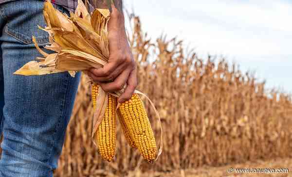Revolución de brechas agrícolas: ¿qué lugar ocupa el sudoeste bonaerense?