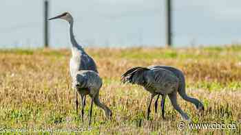 Sandhill cranes will be fair game for hunters in 2 Quebec regions, parts of Ontario this fall
