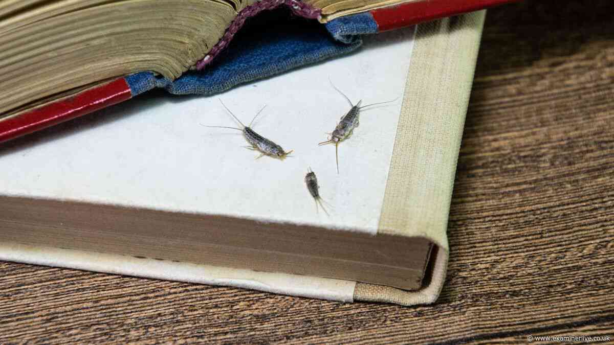 How to get rid of silverfish using 22p trick to deter an invasion