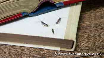 How to get rid of silverfish using 22p trick to deter an invasion