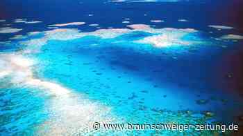 Great Barrier Reef zeigt Anzeichen der Erholung – doch die Gefahr bleibt