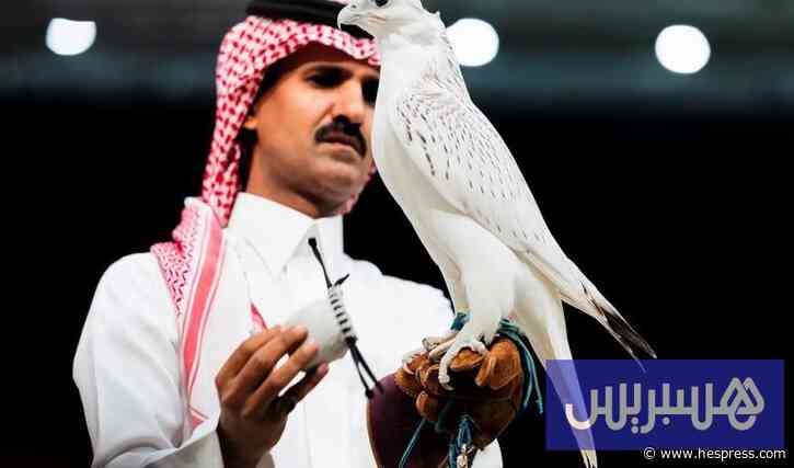 صقر كندي يخطف الأضواء في مزاد سعودي بـ1.3 مليون ريال