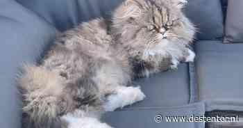 Heb jij Kiki, Nyx of Tijger gezien? Deze zeven huisdieren worden in Zwolle vermist