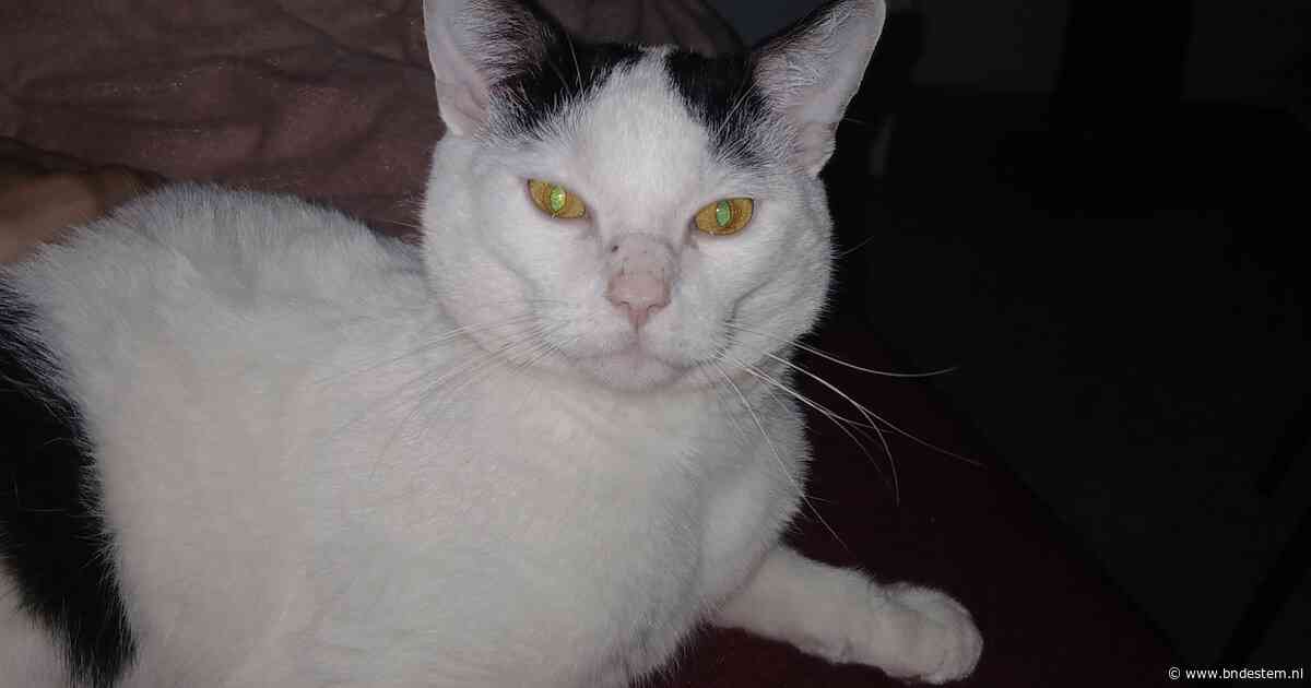 Heb jij Cyrus, Mac of Liyah gezien? Deze acht huisdieren worden in Roosendaal vermist