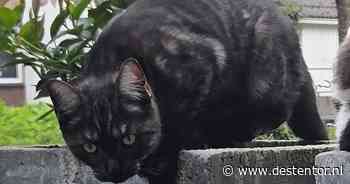 Heb jij Poes of Onyx gezien? Deze twee huisdieren worden in Harderwijk vermist