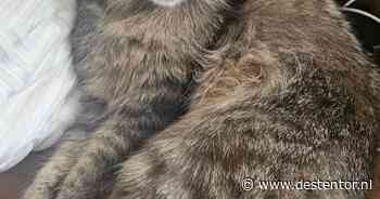 Heb jij Noosa, Smokey of Pepper gezien? Deze drie huisdieren worden in Deventer vermist