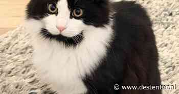 Heb jij Kiwi, Yuki of Zorro gezien? Deze 10 huisdieren worden in Apeldoorn vermist