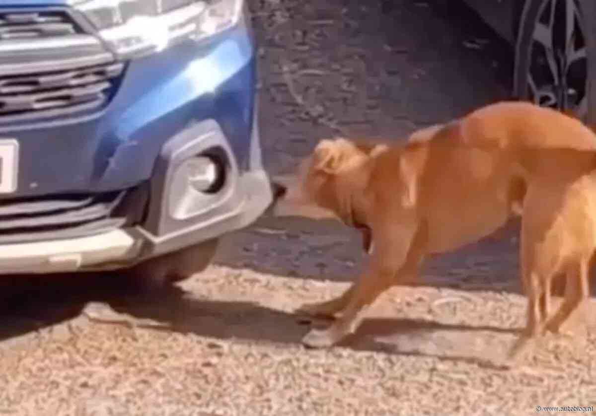 Wist je dat honden ook autobumpers lusten?