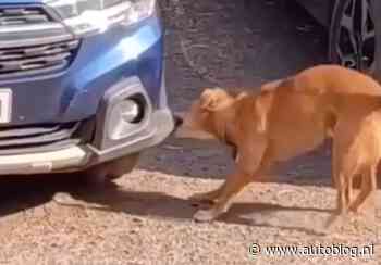 Wist je dat honden ook autobumpers lusten?