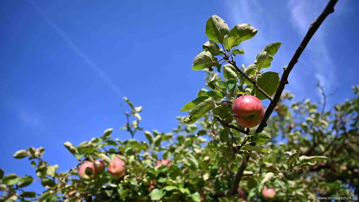 Schwindegg zum Anbeißen: Warum das Dorf auf süße Früchte setzt