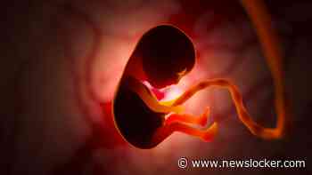 25 stellen in onzekerheid na fout met embryo in Napels: ’Is dit misschien ons kind?’