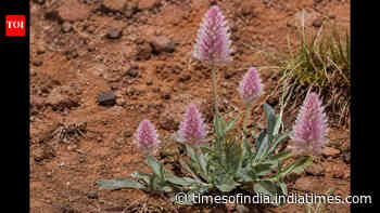 Rare Australian plant missing since 1967 found alive in Queensland