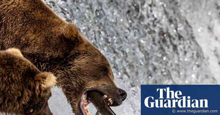 Gorging on bearcam: the livestream of big beasts eating that draws millions