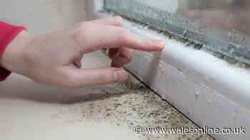 'Small but mighty' dehumidifier helps banish mould and damp now cheaper than Amazon