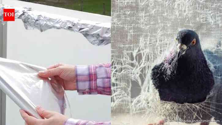 Can aluminium foil keep pigeons away? Here's what to know about the balcony hack