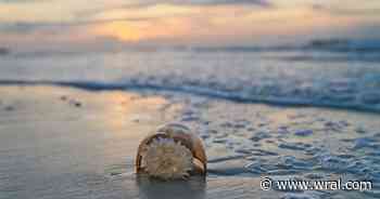 Jellyfish stings on the rise across the Grand Strand
