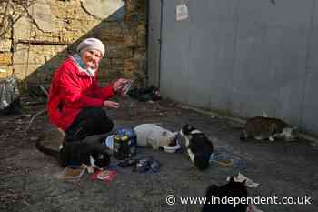 ‘They won’t survive without us’: The grandmothers of Odesa caring for Ukraine’s stray animals