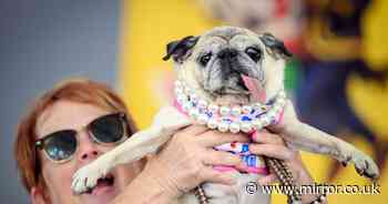 World's Ugliest Dog 2026 crowned as Pug Jinny Lu chases away tough competition