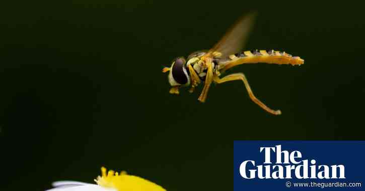 ‘If only people knew’: the fascinating lives of flies