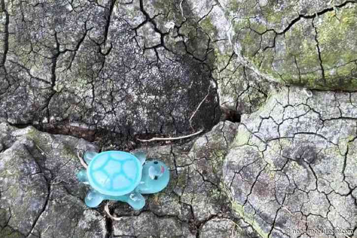 Honouring Dorothy: Tiny turtles tucked away in James Bay a gesture of kindness