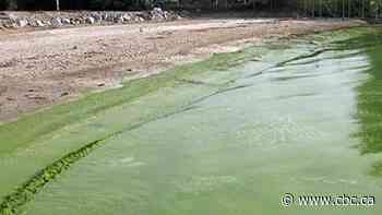 Toxic algae outbreaks in Alberta can now be tracked online through satellite imagery