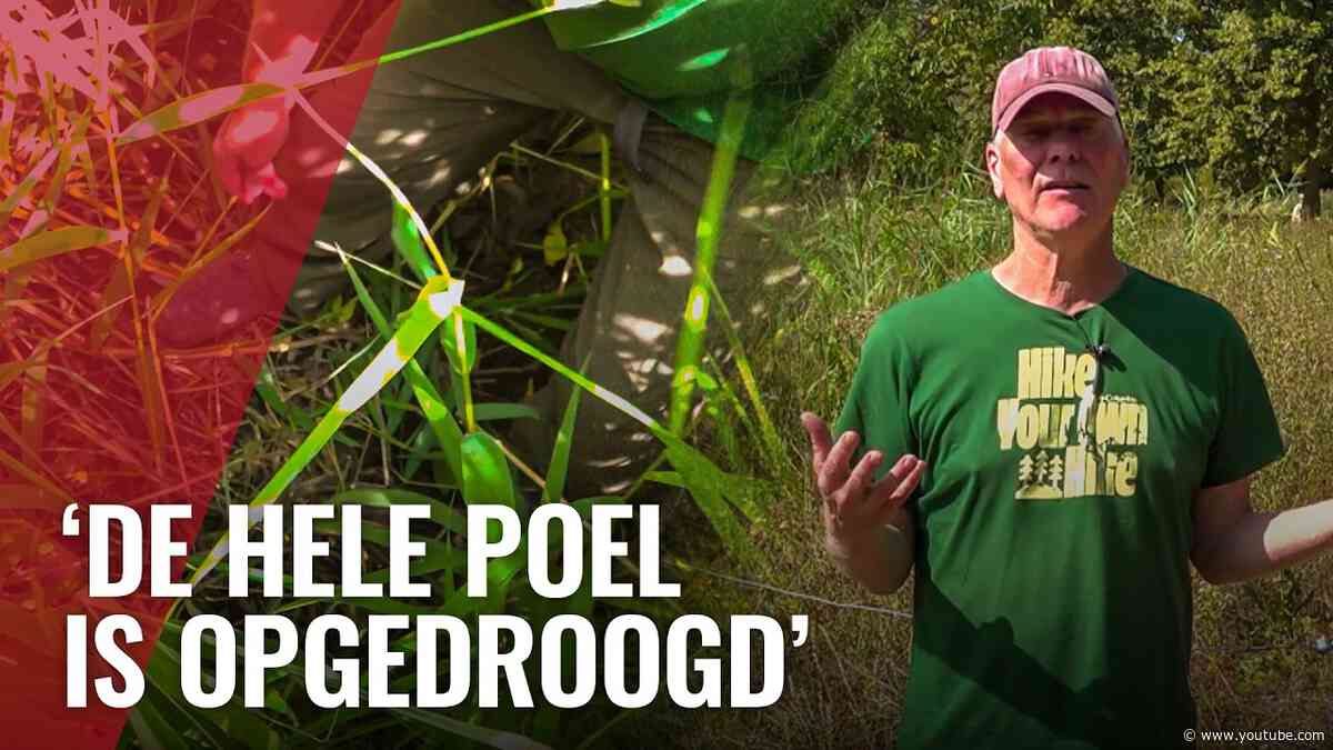 Minder muggen deze zomer? Dit is waarom