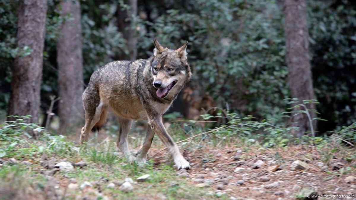 Un bimbo aggredito aggredito da un animale selvatico a Noicattaro (Bari), è il terzo: il sindaco chiude i parchi