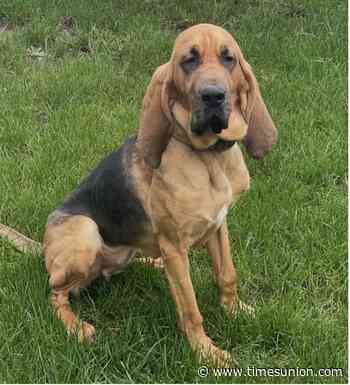 Missing Albany County K9 found dead on Thruway after search