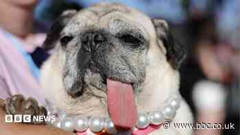 World's Ugliest Dog contest crowns 2026 winner