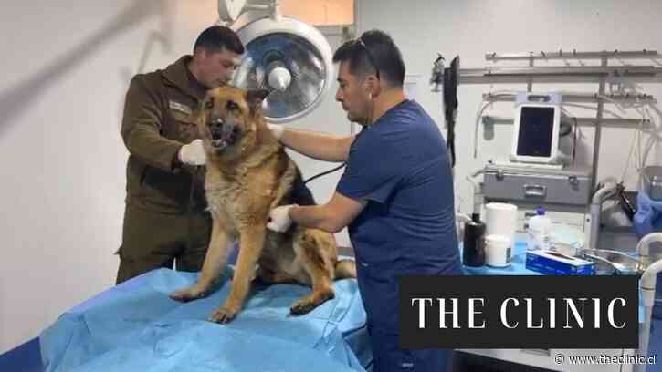 Tras denuncia que se viralizó en redes sociales: Carabineros detuvo a mujer por maltrato animal contra perro