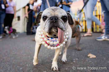 Jinny Lu, A Rescue Pug, Wins the ‘World’s Ugliest Dog’ Contest
