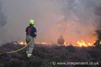 Dead trees and vanishing birds: How extreme heat will change the British landscape