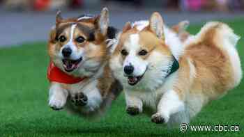 'European capital of corgis' hosts 150 dogs in international competition