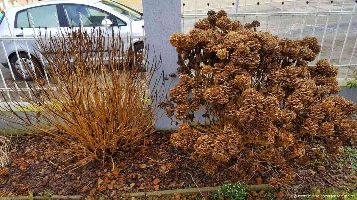 Hortensien retten bei Hitze: So überstehen sie Sonne und Trockenheit