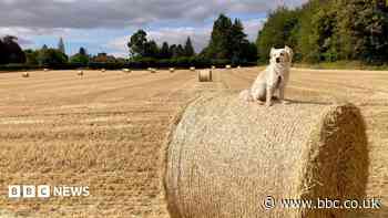 Your photos: Dogs balancing on hay bales while West Midlands swelters