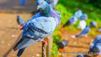 Pigeons will fly away from gardens for good if you hang a natural staple outside