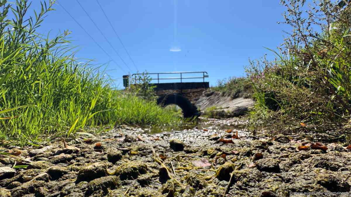 Niedrigwasser und Hitze treiben Fische in den Tod – Experten warnen vor massivem Artenverlust