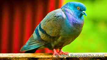 Households urged to put 1 everyday item in the garden to ward off pigeons