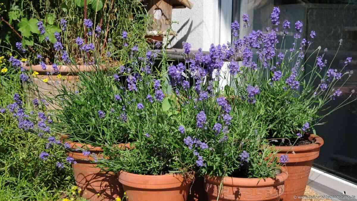 Lavendel im Topf: Mit diesem einfachen Test finden Sie den richtigen Gießzeitpunkt