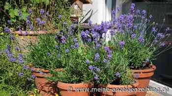 Lavendel im Topf: Mit diesem einfachen Test finden Sie den richtigen Gießzeitpunkt