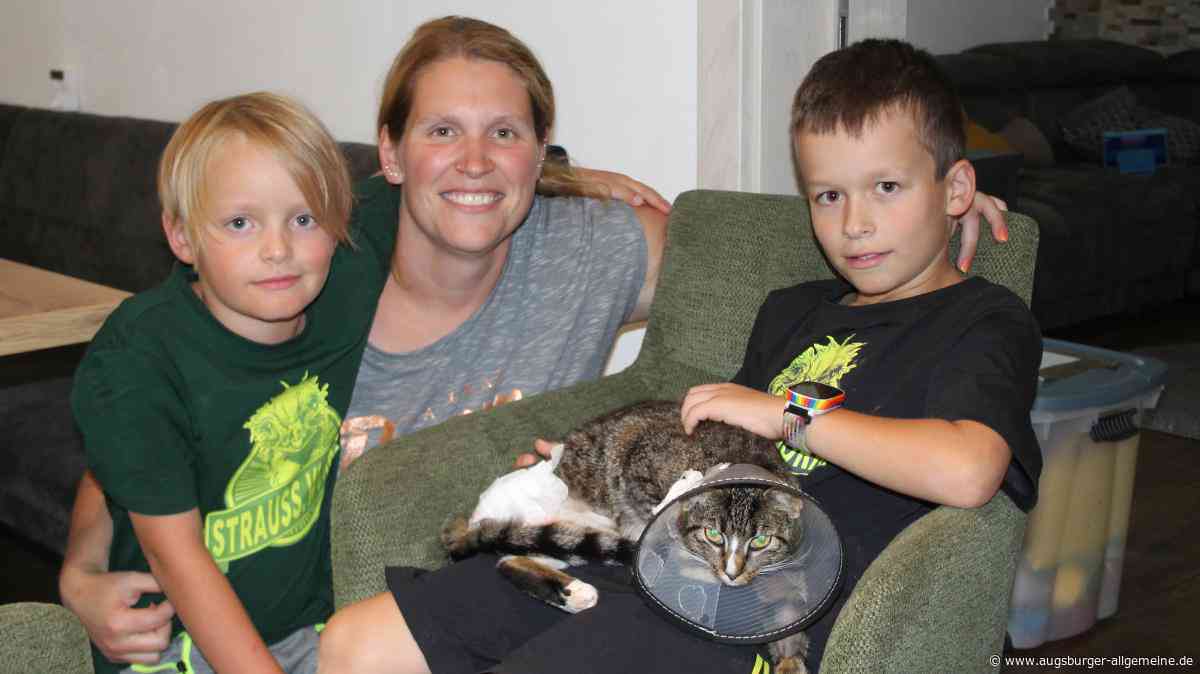 „Was soll ich machen?“: Familie sagt Urlaub ab, um OP-Kosten für Katze Milli zu bezahlen