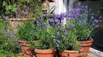 Lavendel im Topf: Mit diesem einfachen Test finden Sie den richtigen Gießzeitpunkt
