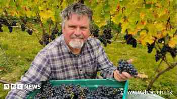 Stout, whiskey... wine? Ireland's small but determined vineyards making their mark