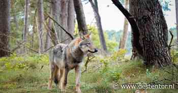 Wolf vestigt zich mogelijk voor het eerst in Overijssel