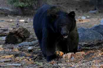 ‘I’m a little sad over my KFC’: Bear bursts into Kentucky woman’s home and steals her dinner