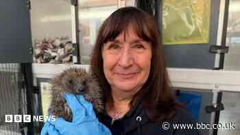 'Checking before strimming could save a hedgehog'
